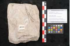 Foto (Objekt + Etikett) von Podocarpus hochstetteri Ettingshausen (NHMW-GEO-2024-0188-10115)